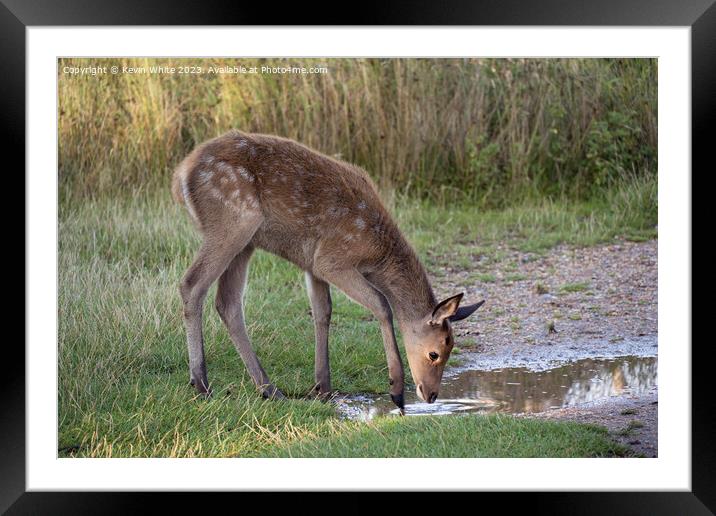 Bambi looking fallow fawn deer  Framed Mounted Print by Kevin White
