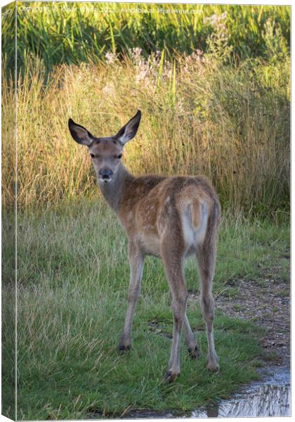 Fawn looking around with curiosity Canvas Print by Kevin White