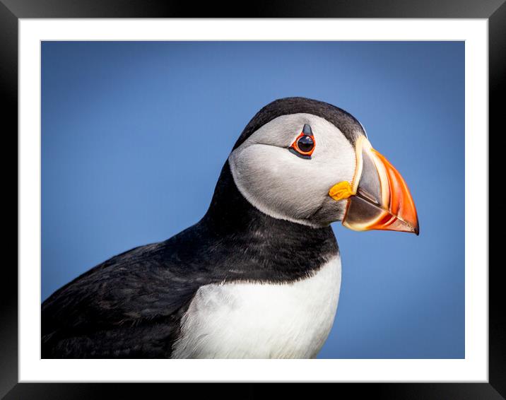Puffin Framed Mounted Print by David Jeffery