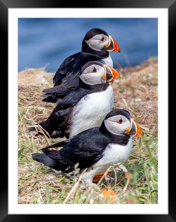 Trio of Puffins Framed Mounted Print by David Jeffery