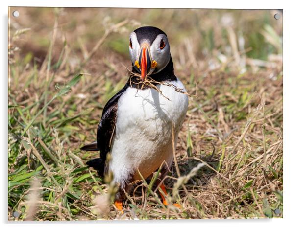 Puffin Acrylic by David Jeffery