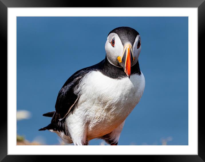 Puffin Framed Mounted Print by David Jeffery