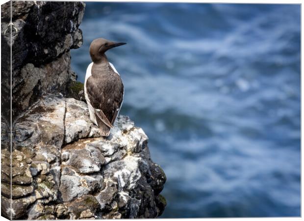 A Common Murre standing on rocks near the ocean Canvas Print by David Jeffery