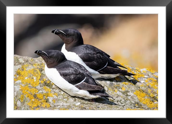 A pair of Razorbills in the sun Framed Mounted Print by David Jeffery