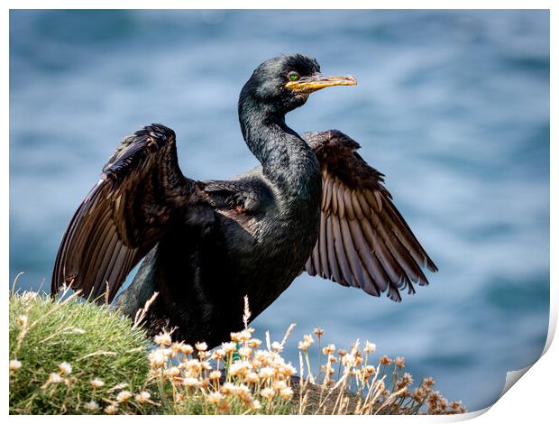 European Shag Print by David Jeffery