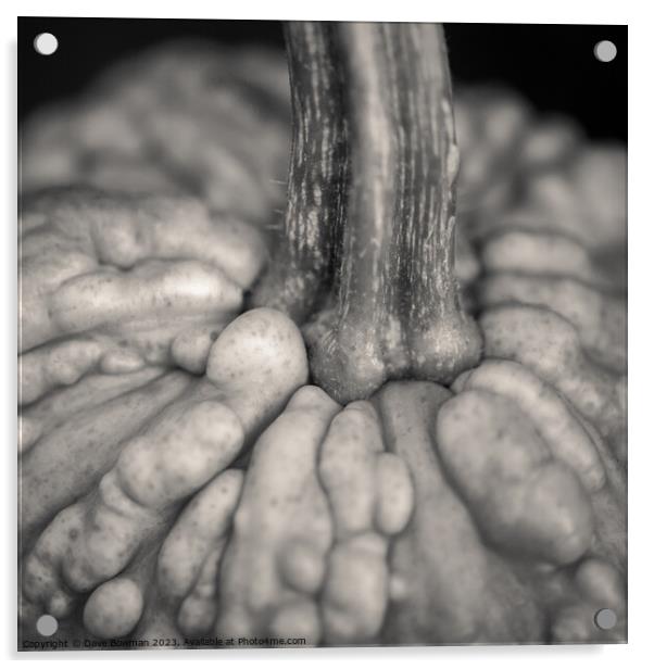 Knucklehead Pumpkin Acrylic by Dave Bowman