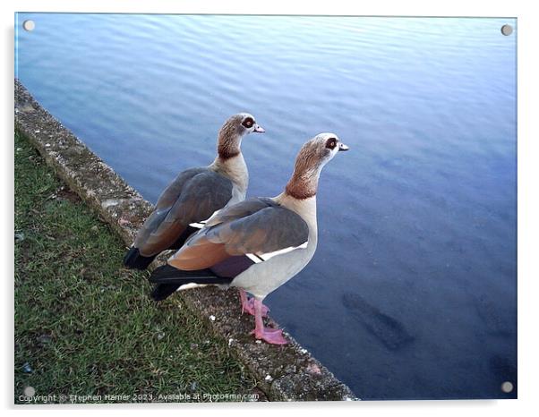 Enchanting Duet of Egyptian Geese Acrylic by Stephen Hamer