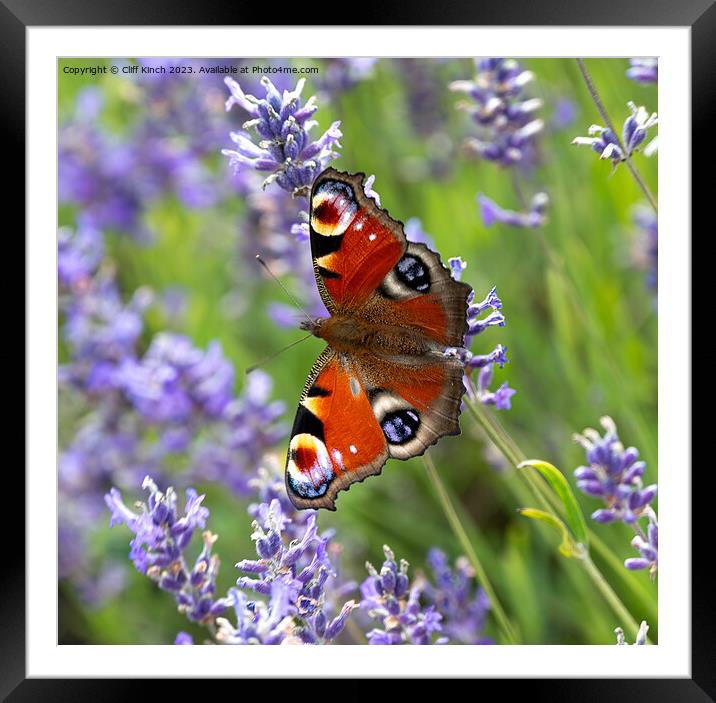 Peacock butterfly on lavender Framed Mounted Print by Cliff Kinch