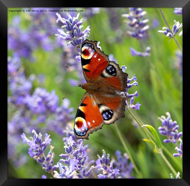 Peacock butterfly on lavender Framed Print by Cliff Kinch