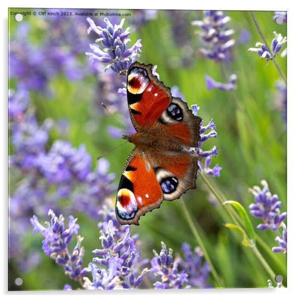 Peacock butterfly on lavender Acrylic by Cliff Kinch