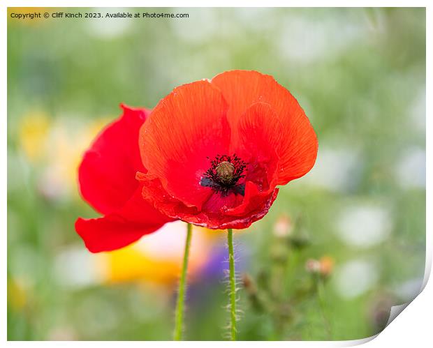 Red poppy standing tall Print by Cliff Kinch
