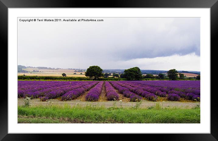 Hampshire Lavender Fields Framed Mounted Print by Terri Waters