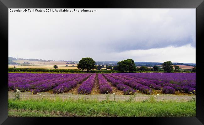 Hampshire Lavender Fields Framed Print by Terri Waters
