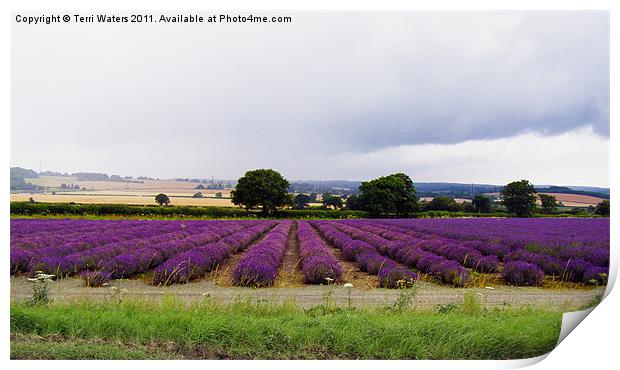 Hampshire Lavender Fields Print by Terri Waters