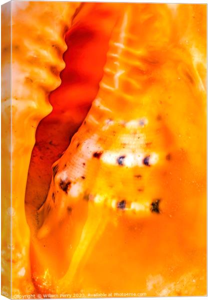 Colorful Queen Conch Shell Closeup Waikiki Oahu Hawaii Canvas Print by William Perry