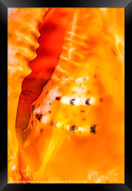 Colorful Queen Conch Shell Closeup Waikiki Oahu Hawaii Framed Print by William Perry