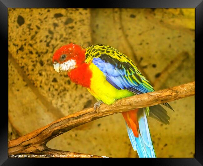 Colorful Eastern Rosella Parrot Bird Waikiki Honolulu Hawaii Framed Print by William Perry