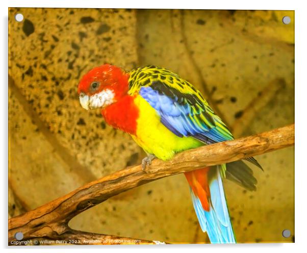 Colorful Eastern Rosella Parrot Bird Waikiki Honolulu Hawaii Acrylic by William Perry