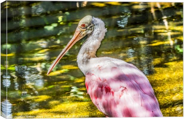 Colorful Roseate Spoonbill Wading Bird Reflection Waikiki Hawaii Canvas Print by William Perry