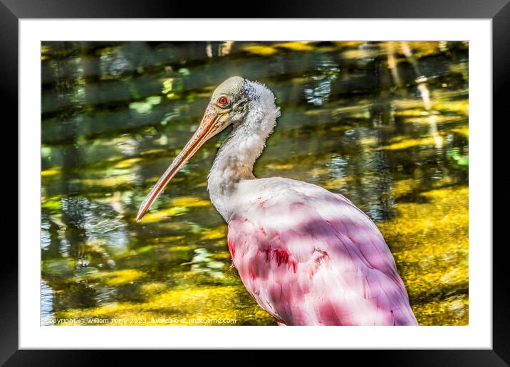 Colorful Roseate Spoonbill Wading Bird Reflection Waikiki Hawaii Framed Mounted Print by William Perry