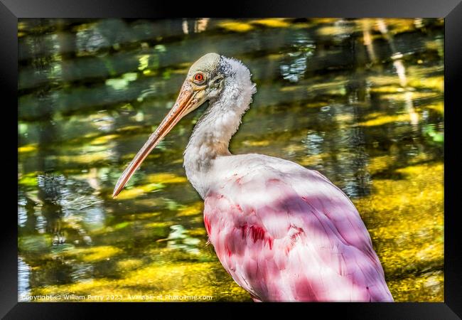 Colorful Roseate Spoonbill Wading Bird Reflection Waikiki Hawaii Framed Print by William Perry