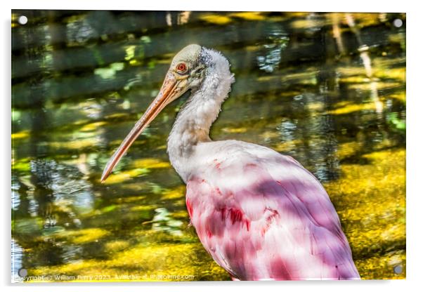 Colorful Roseate Spoonbill Wading Bird Reflection Waikiki Hawaii Acrylic by William Perry