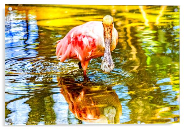 Colorful Roseate Spoonbill Wading Bird Reflection Hawaii Acrylic by William Perry
