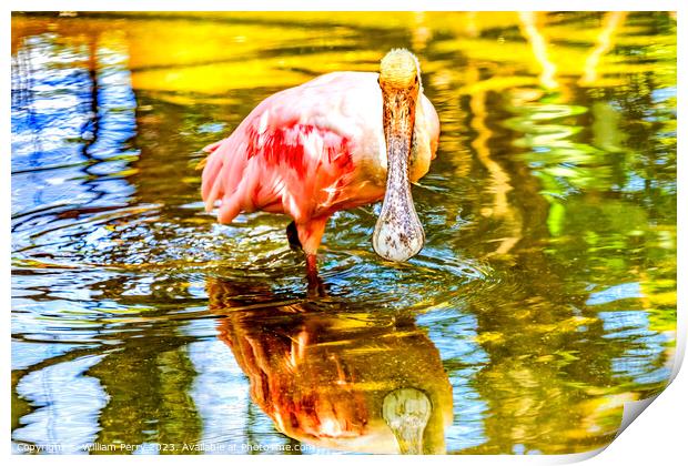 Colorful Roseate Spoonbill Wading Bird Reflection Hawaii Print by William Perry
