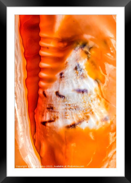 Colorful Queen Conch Shell Closeup Waikiki Oahu Hawaii Framed Mounted Print by William Perry