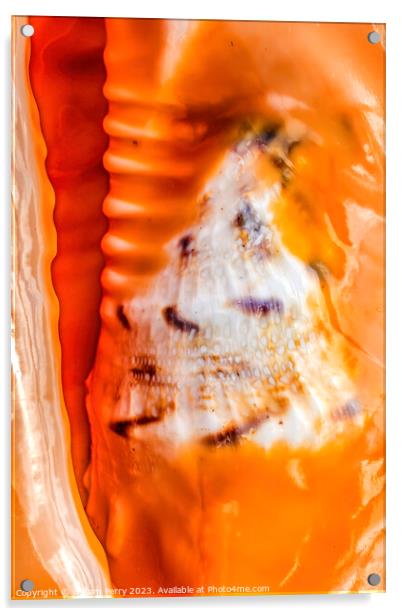Colorful Queen Conch Shell Closeup Waikiki Oahu Hawaii Acrylic by William Perry