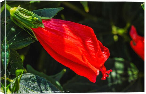 Bright Red Turk's Cap Tropical Hibiscus Flower Hawaii Canvas Print by William Perry