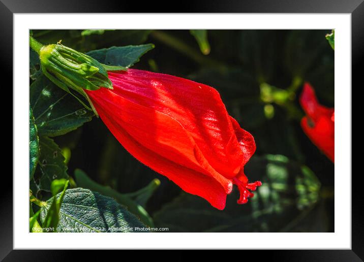 Bright Red Turk's Cap Tropical Hibiscus Flower Hawaii Framed Mounted Print by William Perry