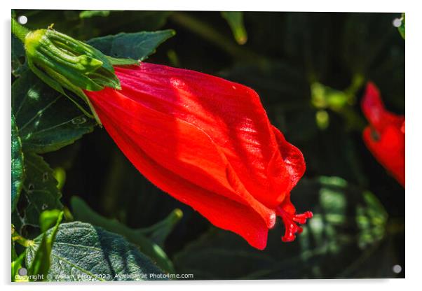 Bright Red Turk's Cap Tropical Hibiscus Flower Hawaii Acrylic by William Perry