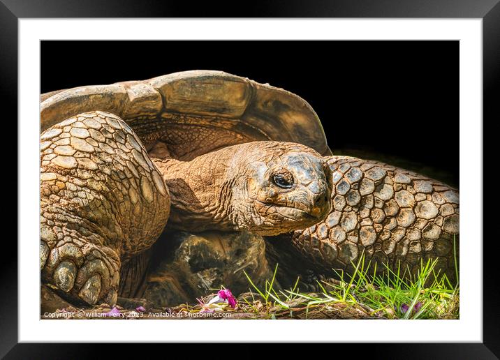 Brown Aldabra Giant Tortoise Waikiki Hawaii Framed Mounted Print by William Perry