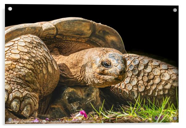 Brown Aldabra Giant Tortoise Waikiki Hawaii Acrylic by William Perry