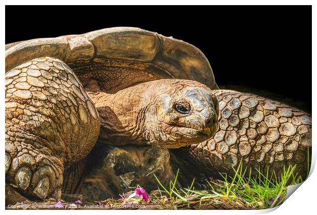 Brown Aldabra Giant Tortoise Waikiki Hawaii Print by William Perry