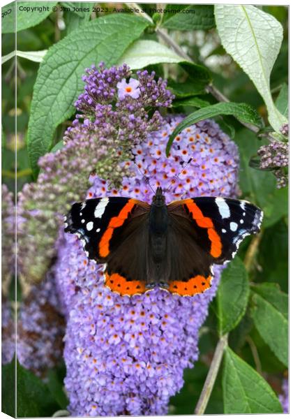 Red Admiral and Purple Lilac Canvas Print by Jim Jones