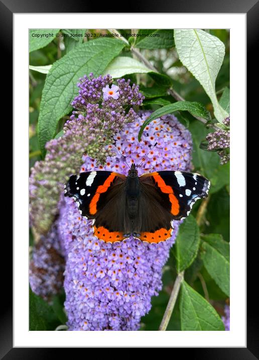 Red Admiral and Purple Lilac Framed Mounted Print by Jim Jones
