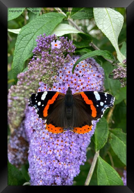 Red Admiral and Purple Lilac Framed Print by Jim Jones