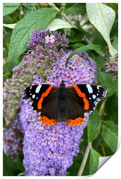 Red Admiral and Purple Lilac Print by Jim Jones