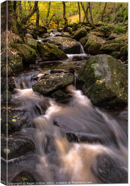 Autumn's Cascade of Water through Padley Gorge  Canvas Print by Roger Dutton