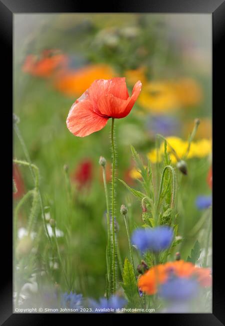 Plant flower Framed Print by Simon Johnson