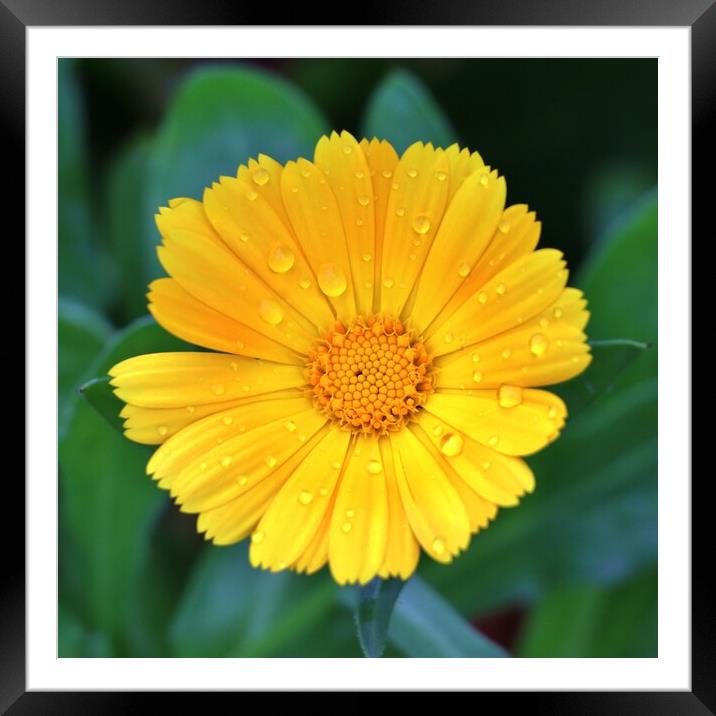 Raindrops on a Marigold Framed Mounted Print by Susan Snow