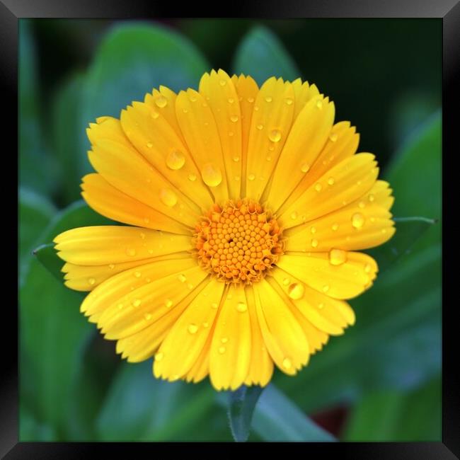 Raindrops on a Marigold Framed Print by Susan Snow