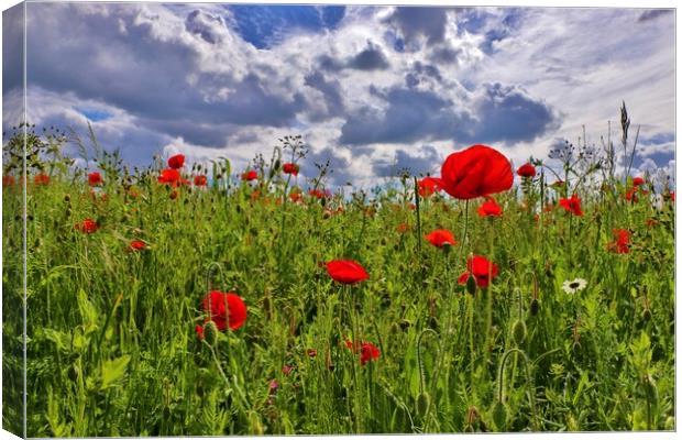 Poppy Field in Bishops Cleeve Canvas Print by Susan Snow