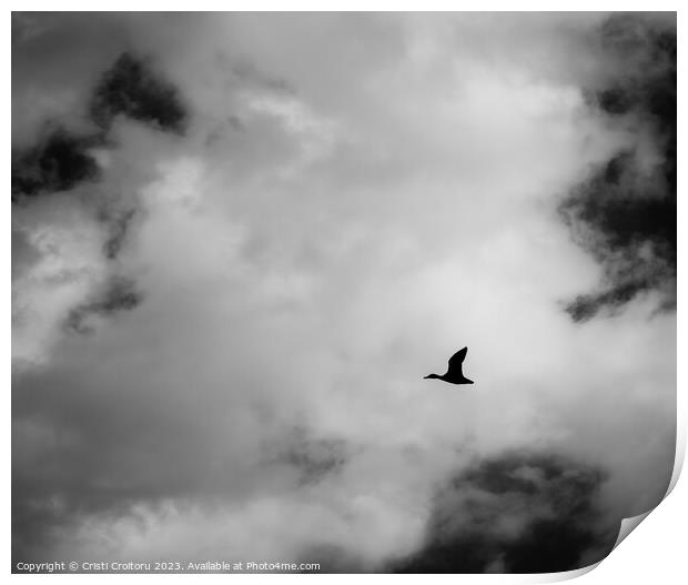 Wild duck  flying  Print by Cristi Croitoru
