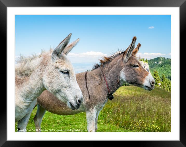 Two cute donkeys. Framed Mounted Print by Cristi Croitoru