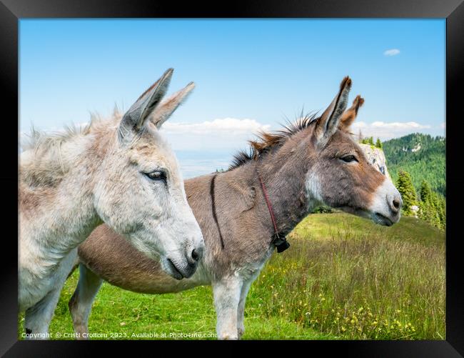 Two cute donkeys. Framed Print by Cristi Croitoru