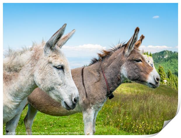 Two cute donkeys. Print by Cristi Croitoru