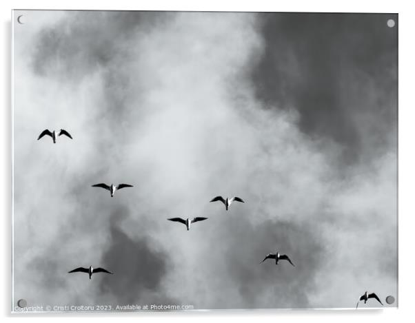 Seagulls Acrylic by Cristi Croitoru